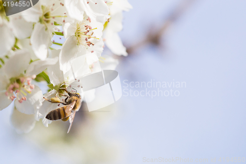 Image of Honeybee Harvesting Pollen From Blossoming Tree Buds.
