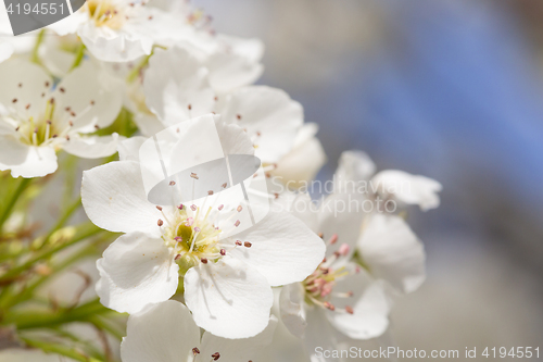 Image of Macro of Early Spring Tree Blossoms with Narrow Depth of Field.