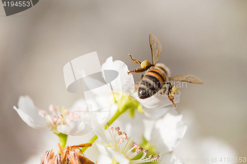 Image of Honeybee Harvesting Pollen From Blossoming Tree Buds.