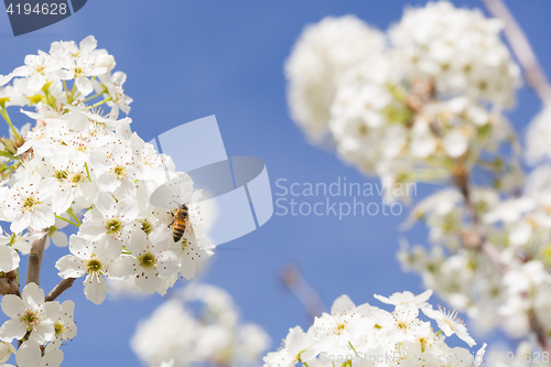 Image of Honeybee Harvesting Pollen From Blossoming Tree Buds.