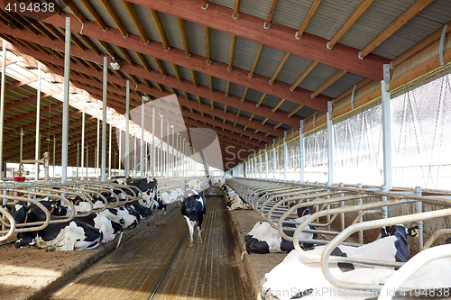 Image of herd of cows in cowshed stable on dairy farm
