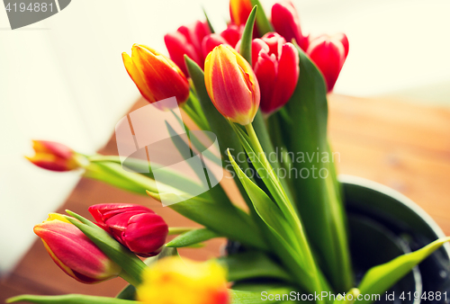 Image of close up of tulip flowers