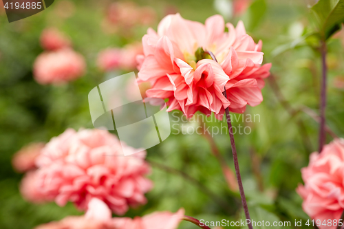 Image of beautiful dahlia flowers at summer garden