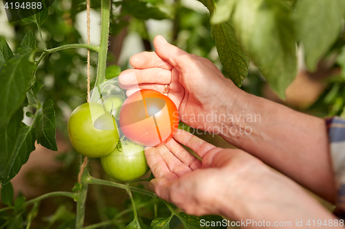 Image of senior farmer picking tomatoes at farm greenhouse