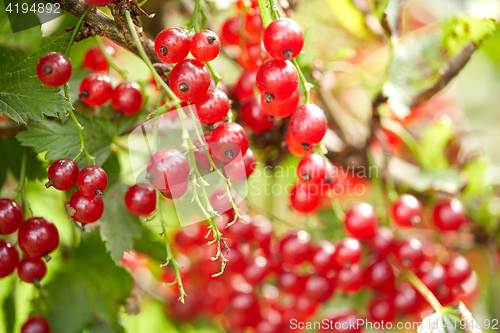 Image of red currant bush at summer garden branch