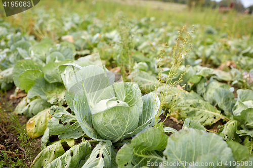 Image of cabbage growing on summer garden bed at farm