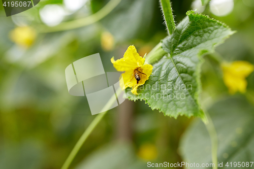 Image of bee pollinating cucumber plant flower at garden