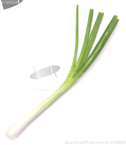 Image of green onion