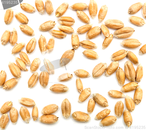 Image of wheat grains on white
