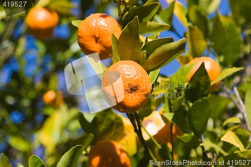 Image of Mandarins