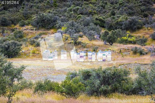 Image of manuka honey beehive