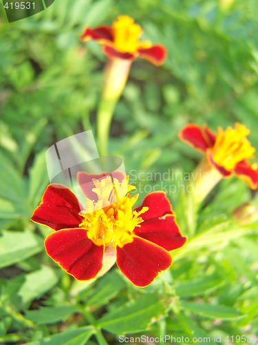 Image of Tagetes