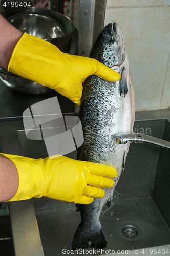 Image of cleaning salmon fish
