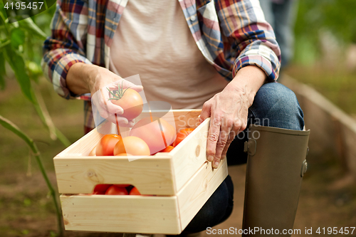 Image of senior woman picking tomatoes at farm greenhouse