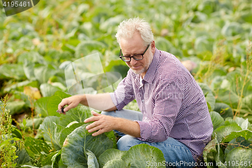 Image of senior man growing white cabbage at farm