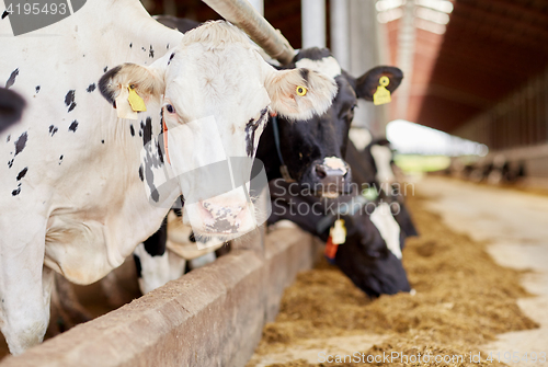 Image of herd of cows eating hay in cowshed on dairy farm