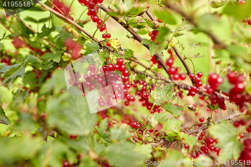 Image of red currant berries on branch at summer garden 