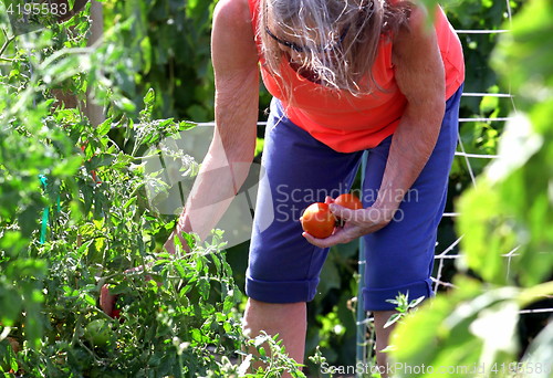Image of Vegetable garden.
