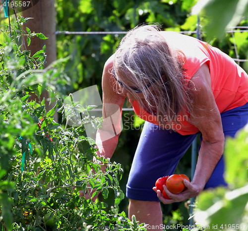 Image of Vegetable garden.