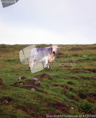 Image of Cow on hill.