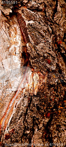 Image of Tree bark textures.