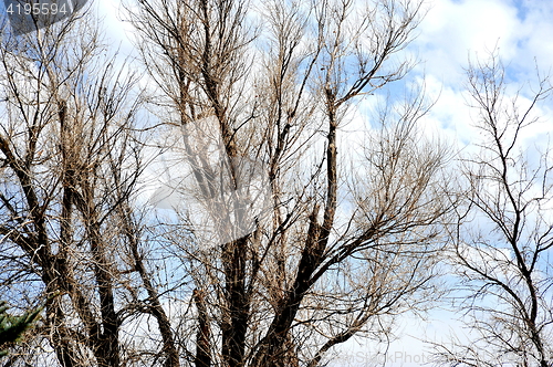 Image of Trees in nature.