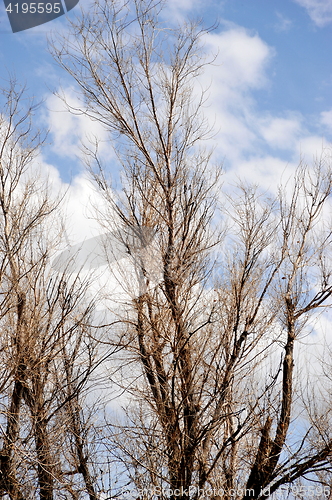 Image of Trees in nature.