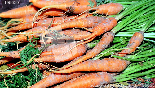 Image of Organic carrots.