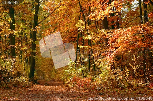 Image of Autumn Forest Landscape