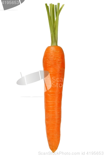 Image of One Carrot on White Background