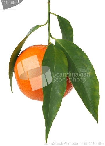 Image of Mandarin orange with leaves