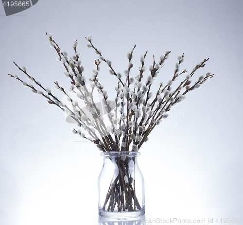 Image of catkins