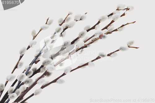 Image of catkins