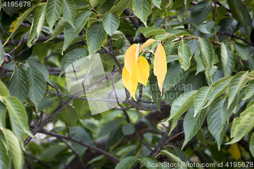 Image of three yellow leaf