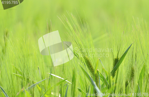 Image of Green wheat field