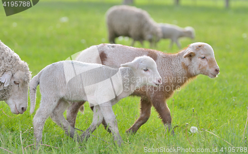 Image of Young lambs and sheep in spring time