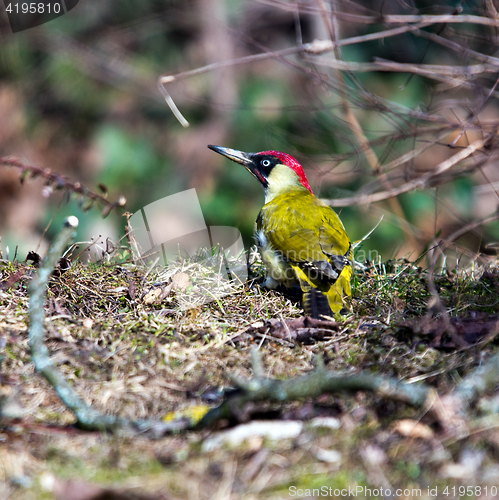 Image of European green woodpecker