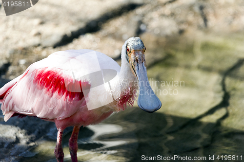 Image of Roseate spoonbill