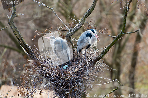 Image of Grey herons nesting