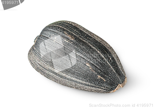 Image of Single of sunflower seed