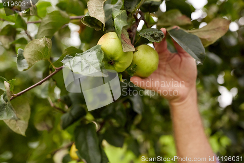 Image of hand with apples growing at summer garden