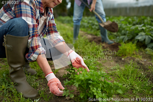 Image of senior couple working in garden or at summer farm