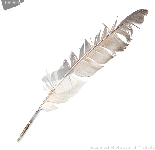 Image of feather on white