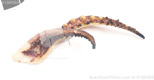 Image of tentacle of squid