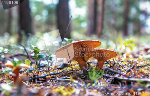 Image of Mushrooms Growing In The Forest