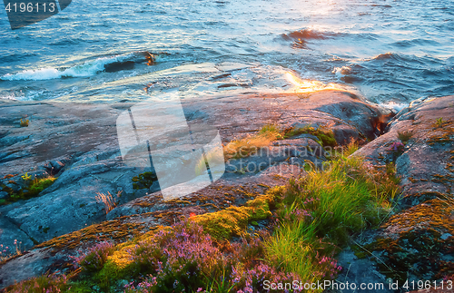 Image of Rocky Shore With Growing Flowers Closeup