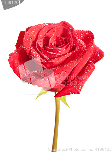 Image of Red rose flower isolated on white