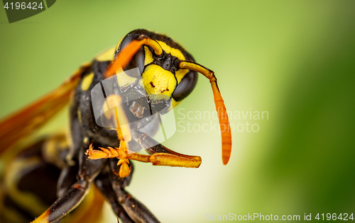 Image of Wasp head Macro Shot