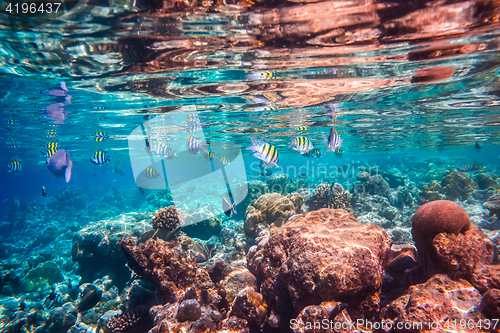 Image of Tropical Coral Reef.