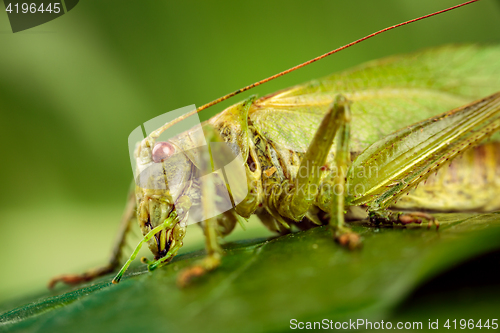 Image of Grasshopper on a green background